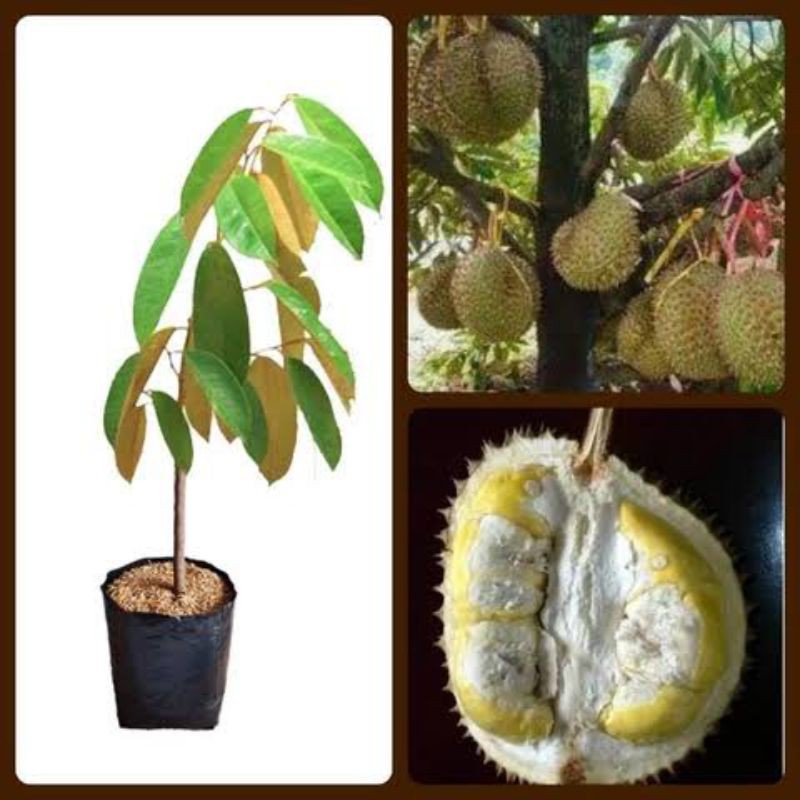 Bibit Durian Montong Asli Hasil Okulasi
