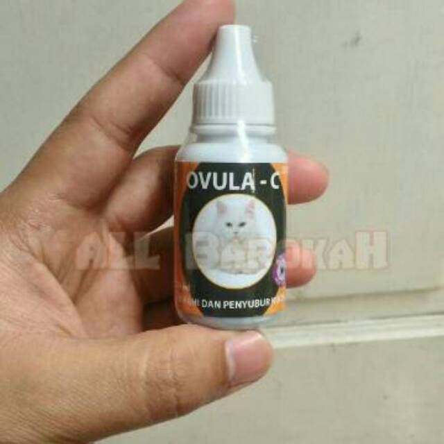 Obat Birahi Kucing OVULA