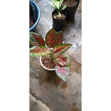 aglonema red Venus jumbo