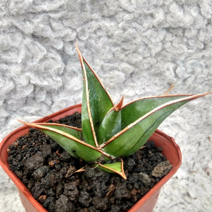 tanaman hias sansivera pingui / sansivera pinguiculata