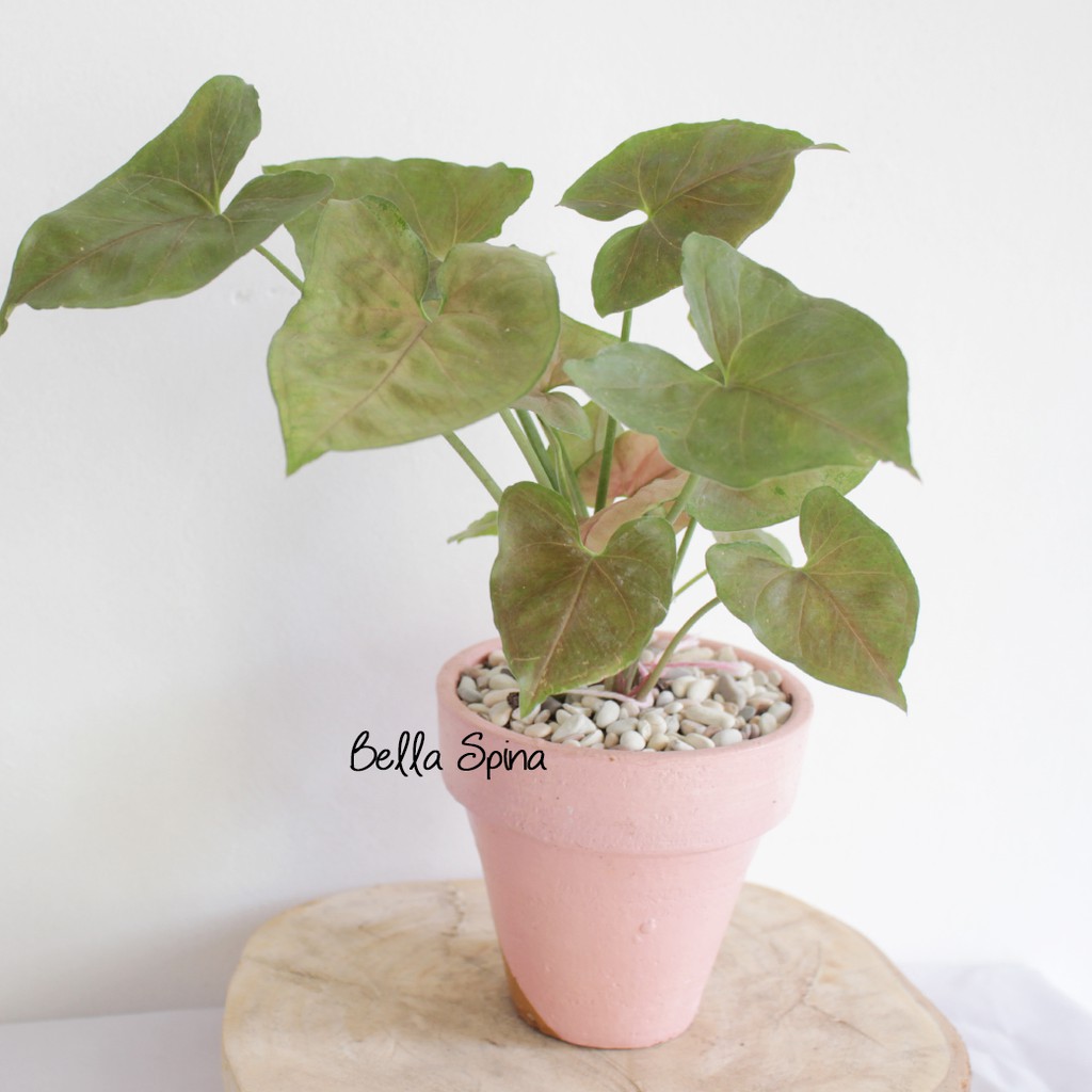 Tanaman Syngonium Podophyllum Maria Allusion Th 50 Shopee Indonesia