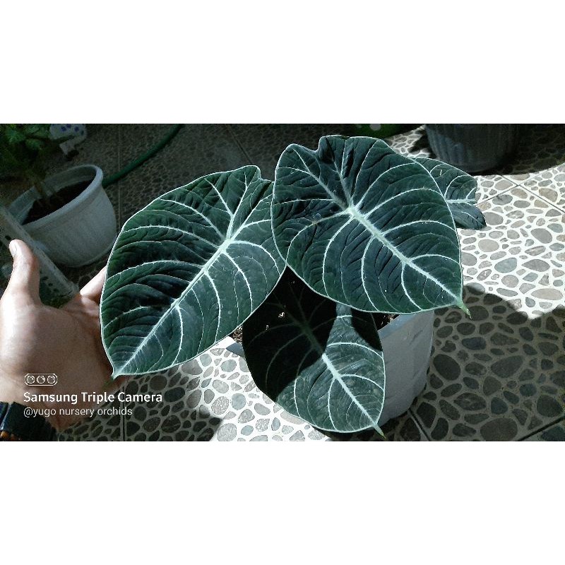promo termurah Black velvet alokasia murah daun jumbo
