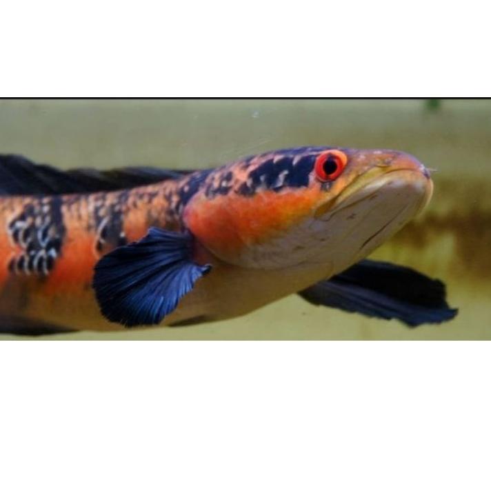 Harga Potongan ikan baby chana Red Barito sortiran top grade | Discount Today | Terlaris Today | TER