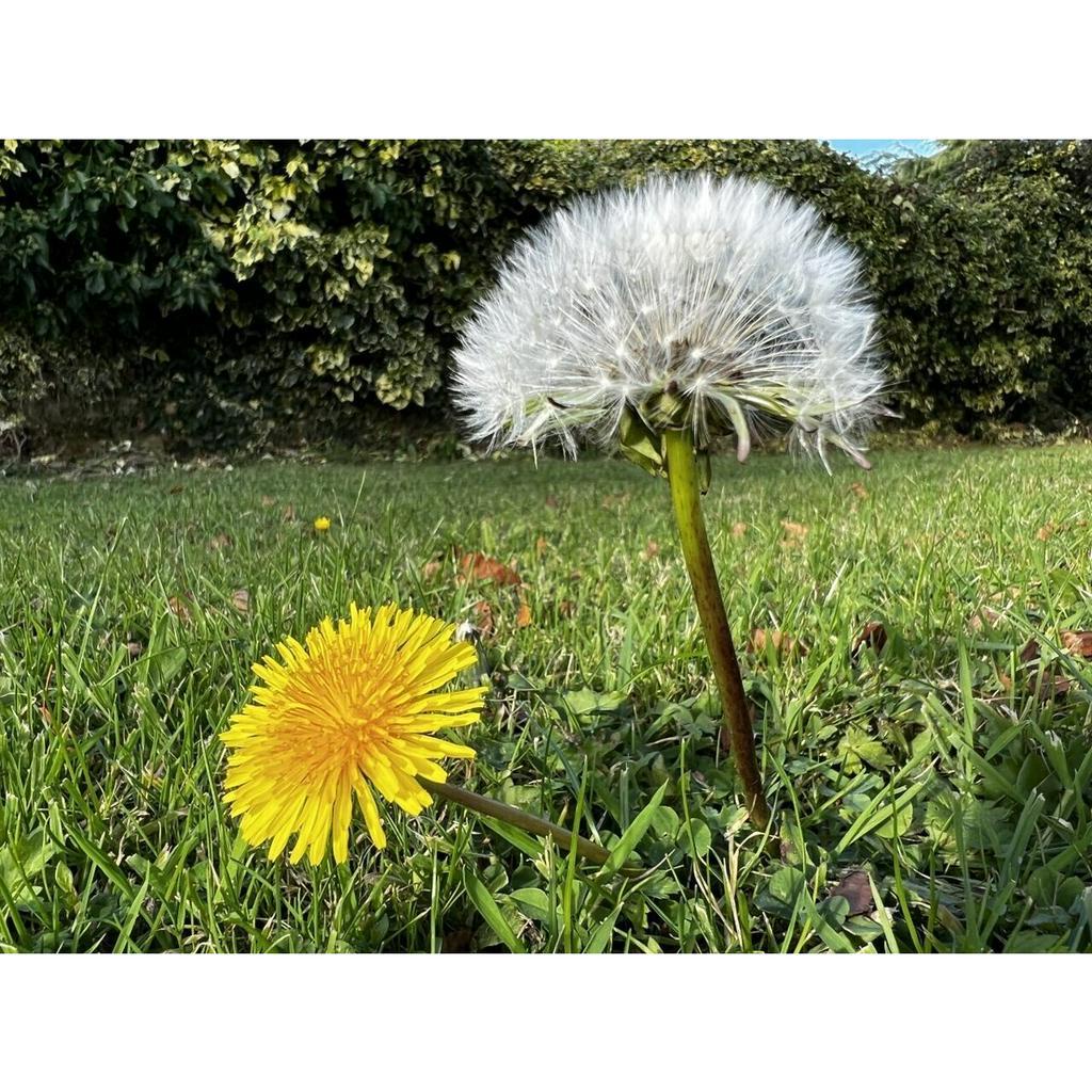 Benih Bibit Biji - Dandelion Taraxacum officinale Herb Seeds - IMPORT - Pakan Untuk Tortoise