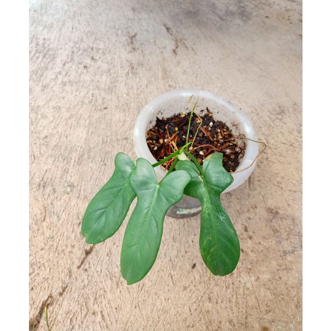 philodendron violin philo violin philodendron bipennifolium