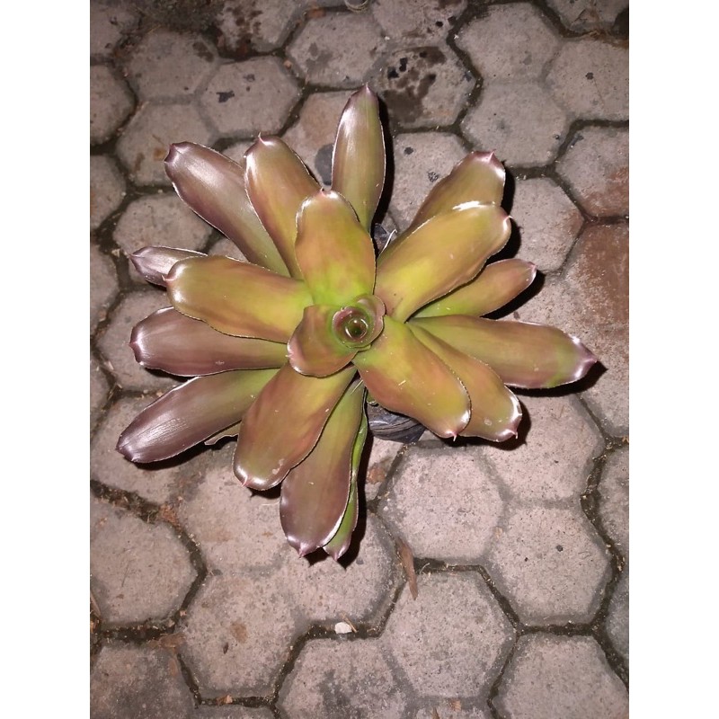 Bromelia mini