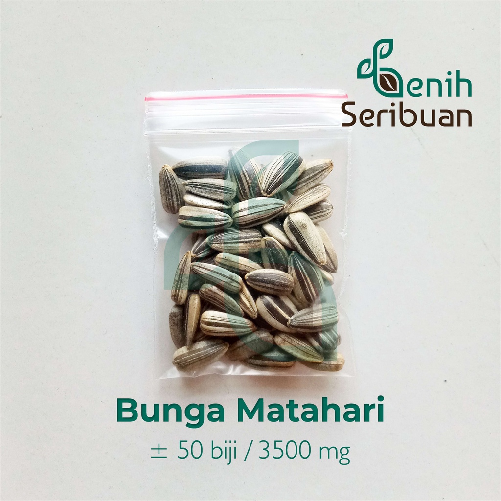 [CHECKOUT Rp. 1000] 50 Benih Bunga Matahari Kuning Unggul Bibit Tanaman Bunga Biji Sunflower-4