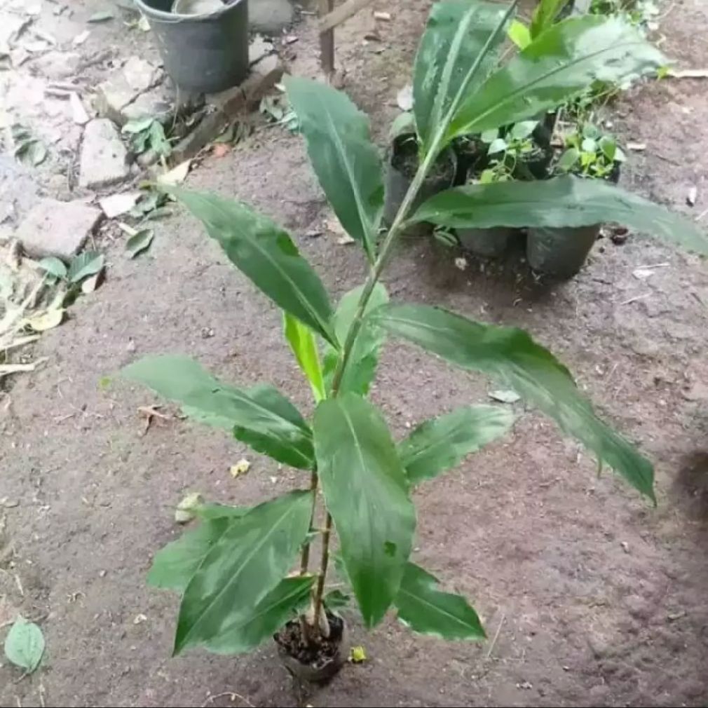 Bibit Jamu Lempuyang - Lempuyang Gajah - Lempuyang 1 Kg