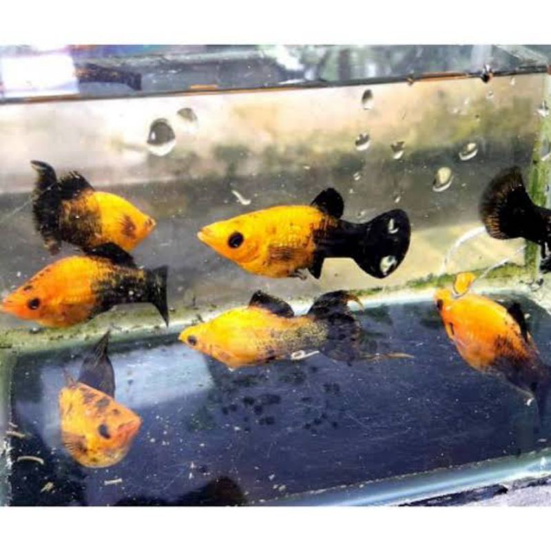 

Platy Golden Black