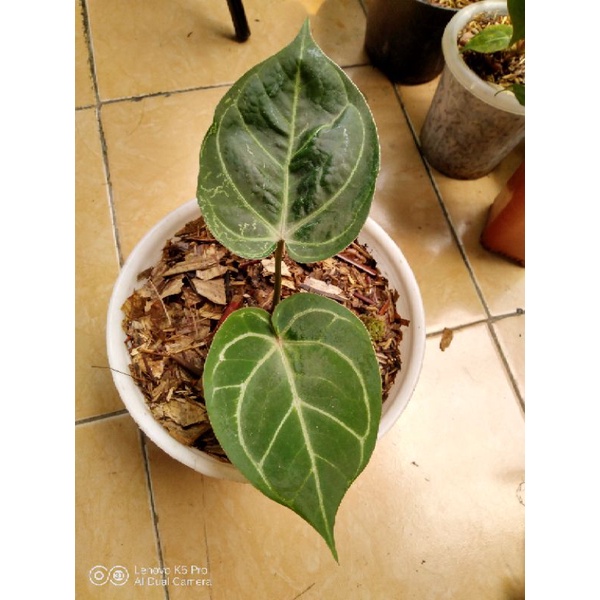 Anthurium Dressleri X Anthurium Ace Of Spades