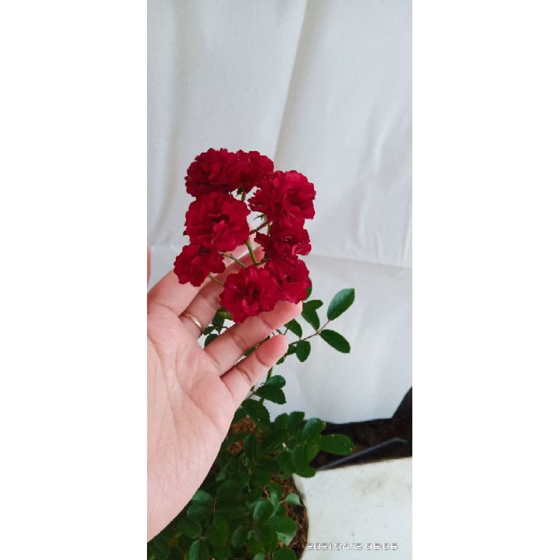 mawar baby rose merah tua/merah ati