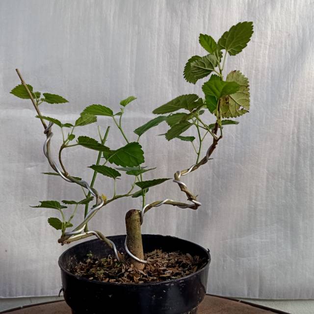 Bonsai murbei