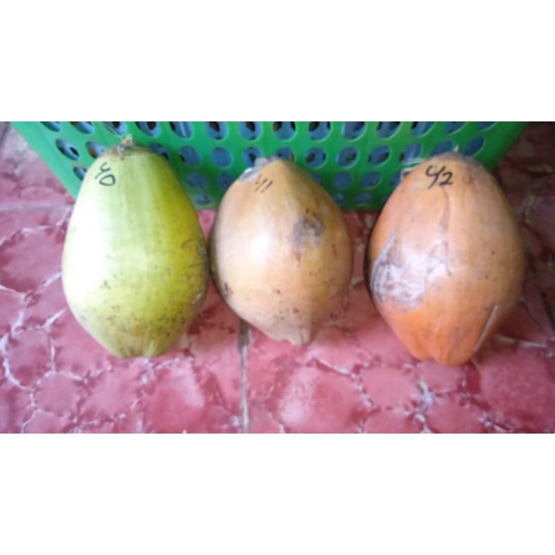 

kelapa kopyor genjah segar fresh manis gurih hasil kebun sendiri