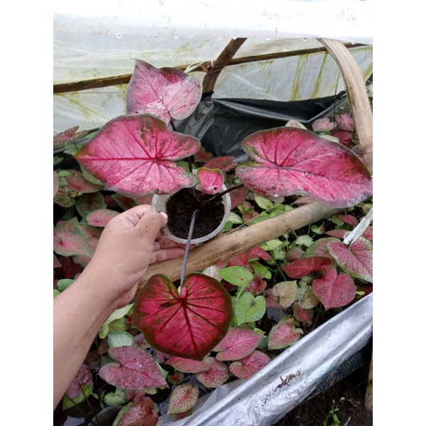 Keladi Ac Antanu bibit anakan Bukan Bonggol abal2