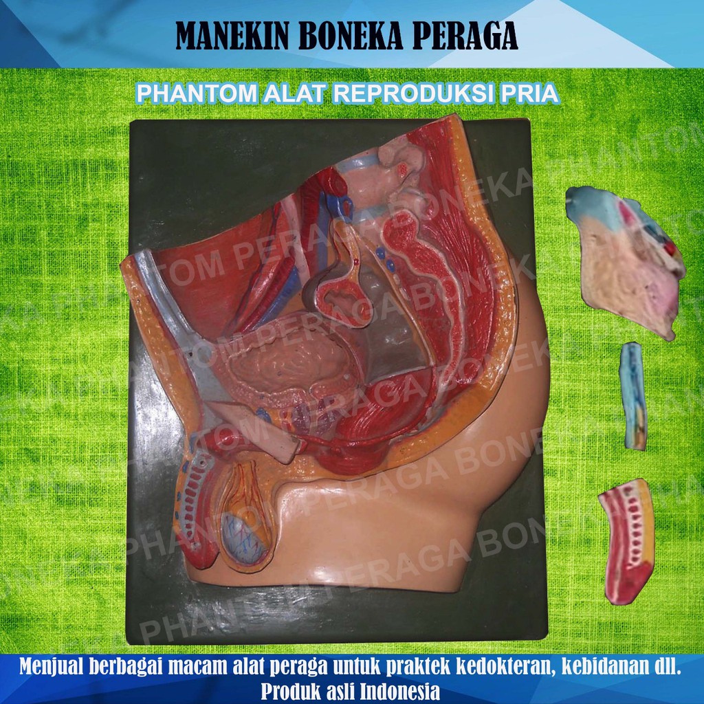 ALAT/BONEKA PERAGA/MANEKIN/PHANTOM ANATOMI ALAT REPRODUKSI PRIA FIBER