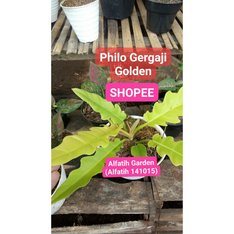 PROMO//Tanaman hias philodendron gergaji golden-Tanaman hias -Gergaji golden-Philo Kris golden-philo