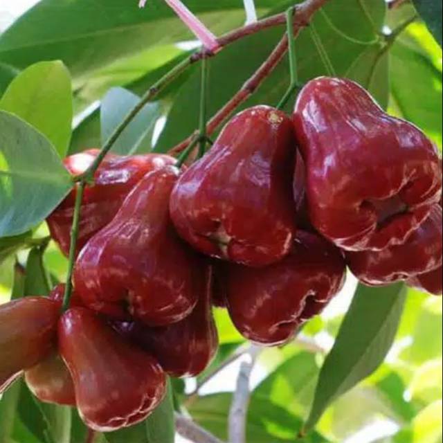 Bibit pohon jambu citra merah - tanaman jambu citra berkualitas