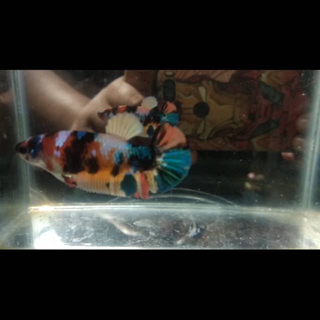 Cupang Female Yellow Base