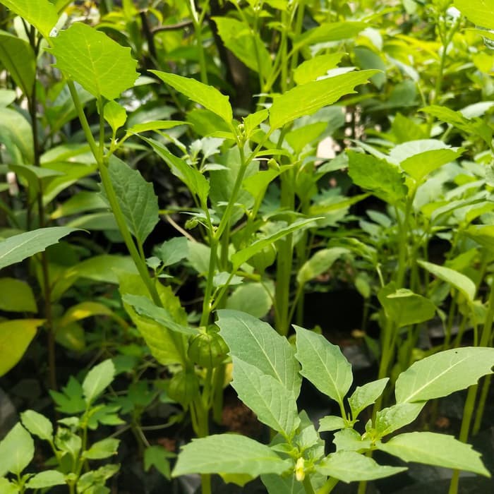 

Daun Ciplukan Hijau/Kering Untuk Herbal