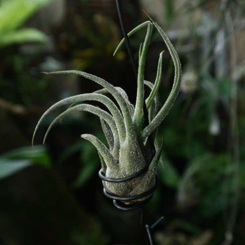 Katalog Tanaman Hias Tillandsia Pruinosa