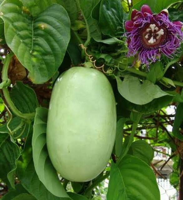 

Markisa Jumbo