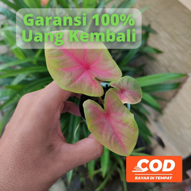 BISA COD Keladi Caladium Hybrid NoName  - Tanaman Hias Daun Pohon Bunga Hidup Murah Merah Pink Putih