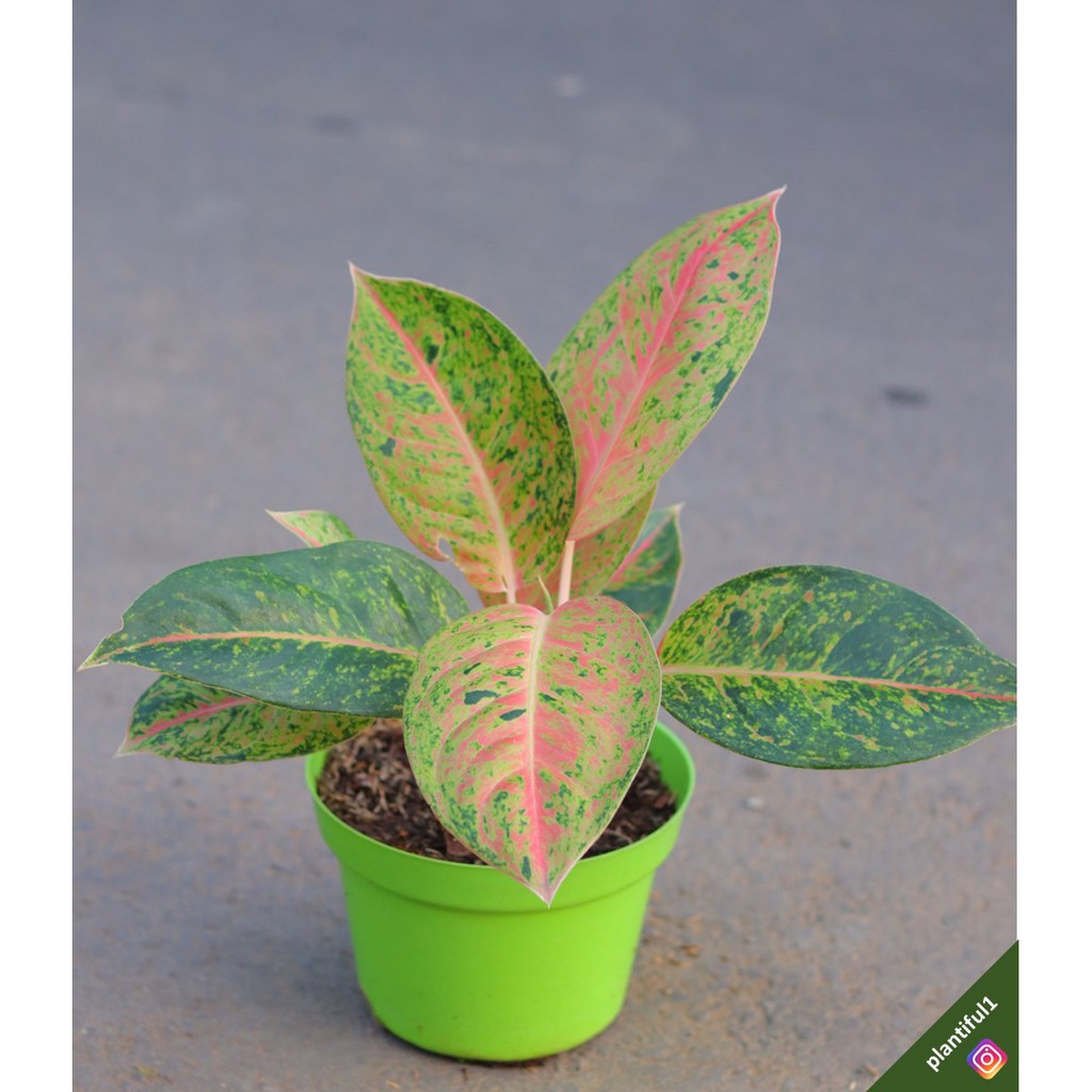Aglaonema Big Roy