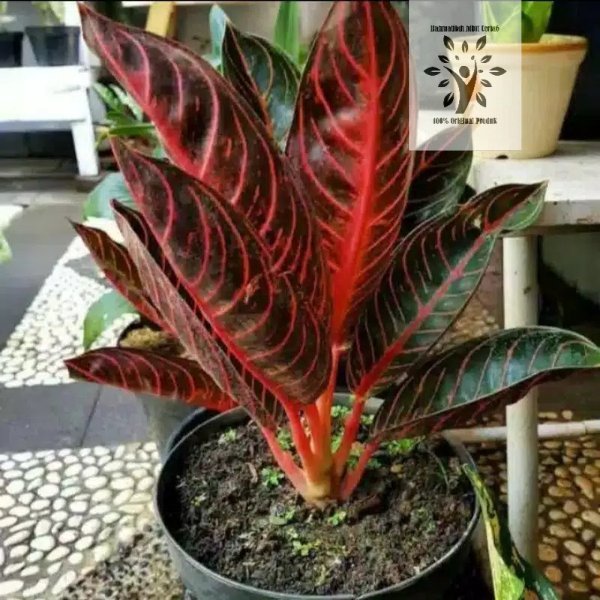 Paket 2 Bibit bonggol Aglonema Suksom-Red sumatra