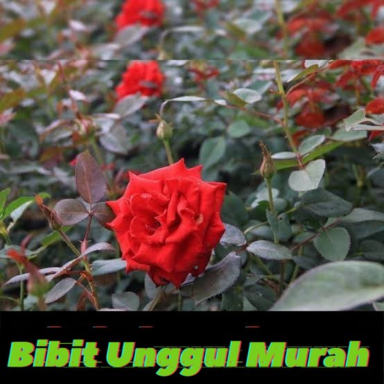 bibit bunga mawar merah