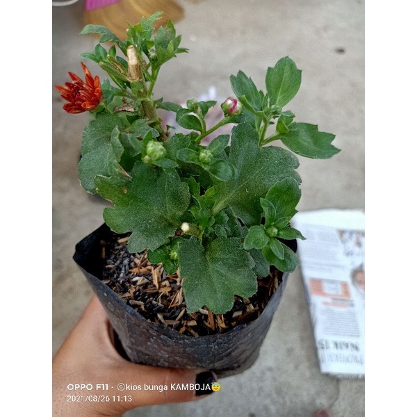 Bibit Krisan (berkar hidup) RANDOM PASCA BUNGA/habis berbunga
