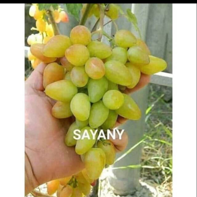 Bibit Anggur Import SAYANY ( SAYANI )