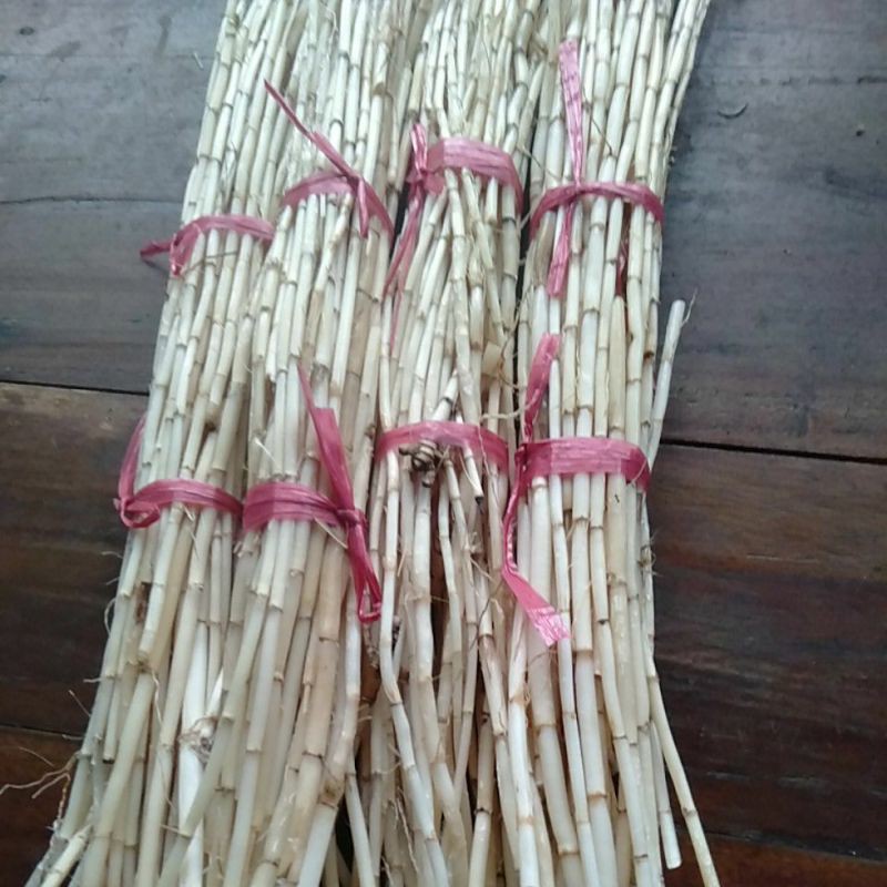 

Akar Alang segar Ilalang / Cogongrass / Bladygrass / Speargrass @