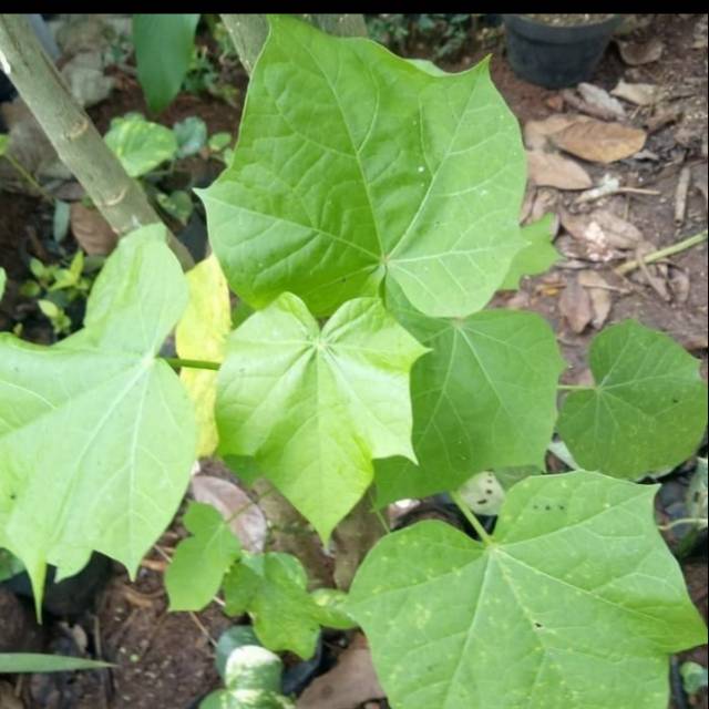 TANAMAN HIAS JARAK OBAT / POHON JARAK/ POHON HERBAL