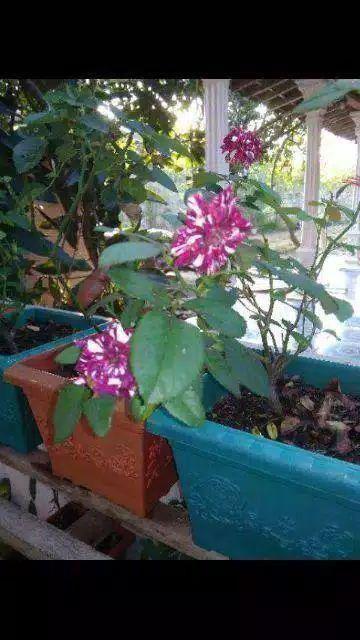 Je Taplak Meja Persegi Segiempat T150 Kotak Bahan Peva Anti Air With Backing