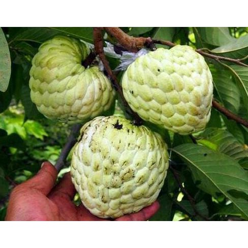 J7Z BIBIT TANAMAN BUAH SRIKAYA TANPA BIJI KK”