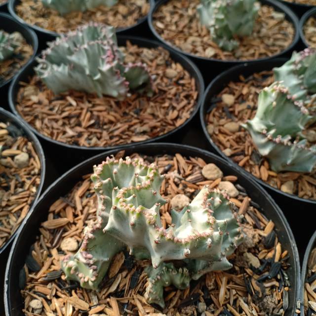 Kaktus Euphorbia Lactea white / kaktus karang