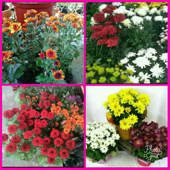 [BONUS PUPUK] Bibit Bunga Krisan Hidup