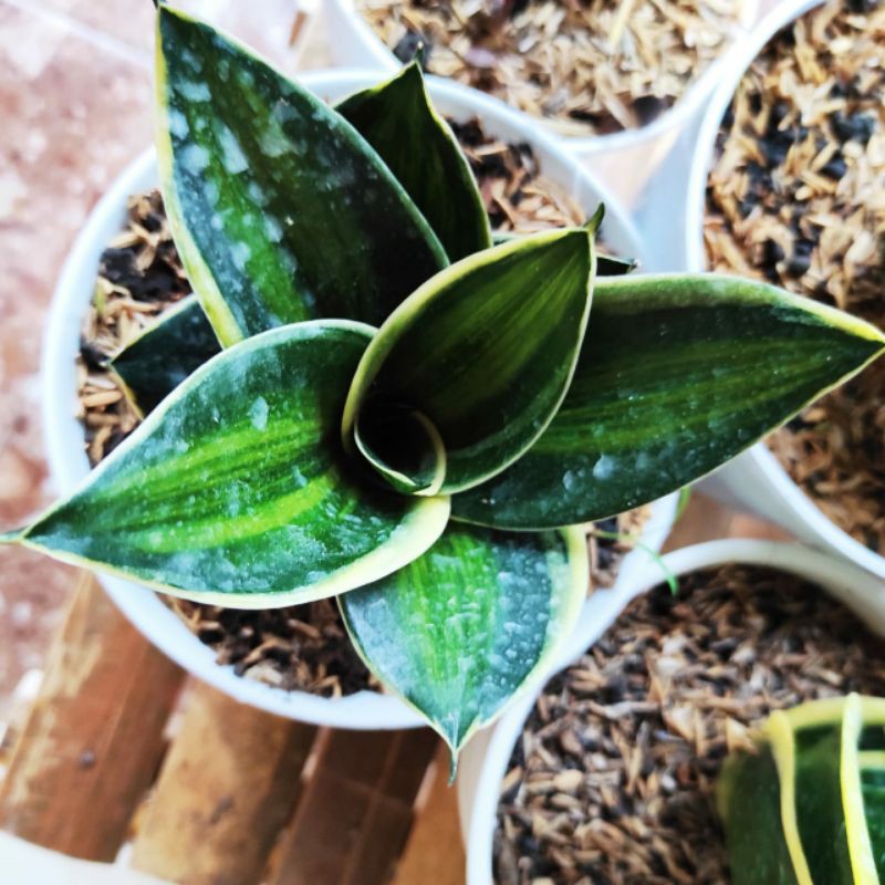 Sansivera Pagoda Varigata / Sansevieria Pagoda Variegata