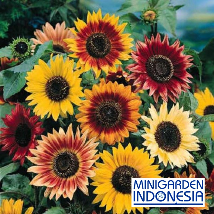 BENIH BUNGA SUNFLOWER AUTUMN BEAUTY 3 BIJI bibit bunga matahari mix kuning merah import f1 fothergills