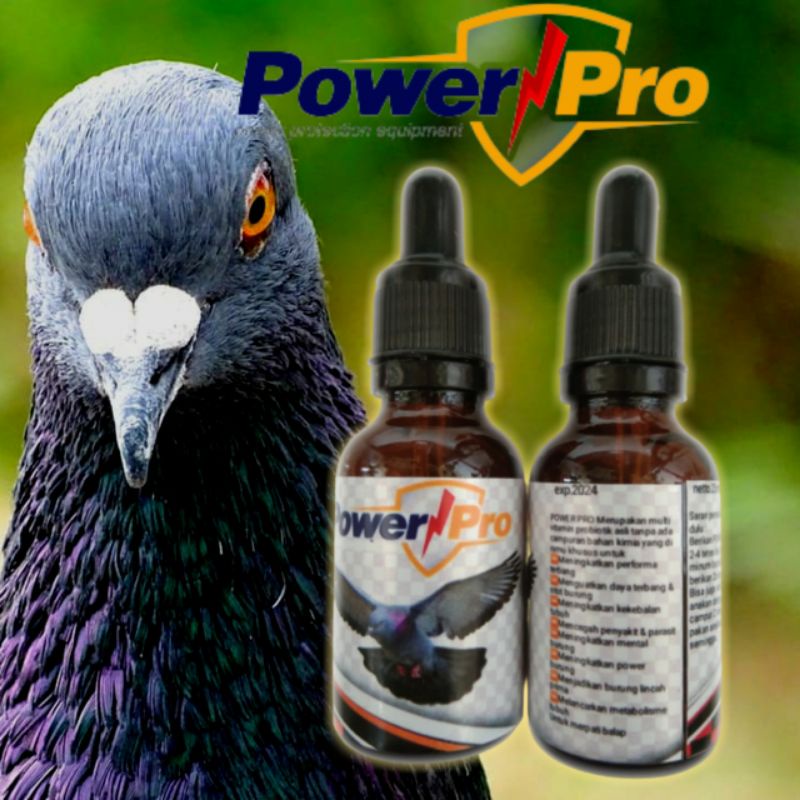 Vitamin burung merpati kolong Suplemen merpati Suplemen merpati kolong Jamu merpati giring keket Jam