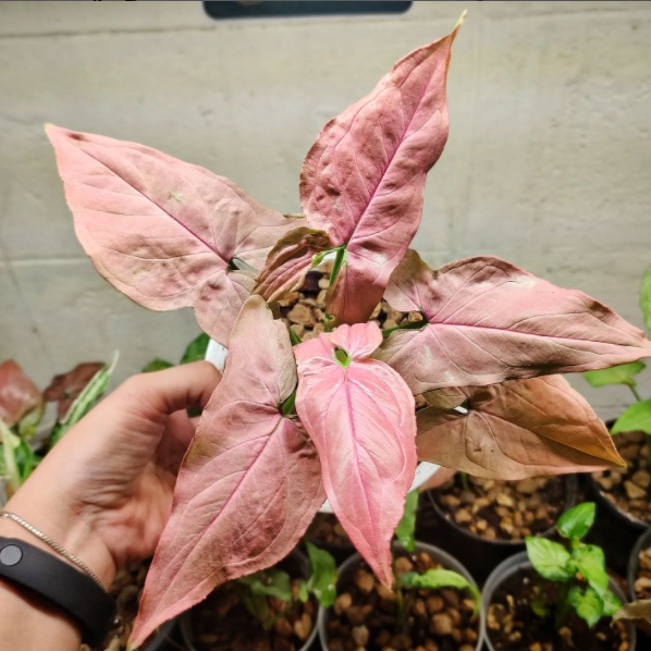 Syngonium PINK SCHOTT bibit Tanaman Hias Syngonium Pink Scott Syngo Pink biasa BUKAN bonggol bibit