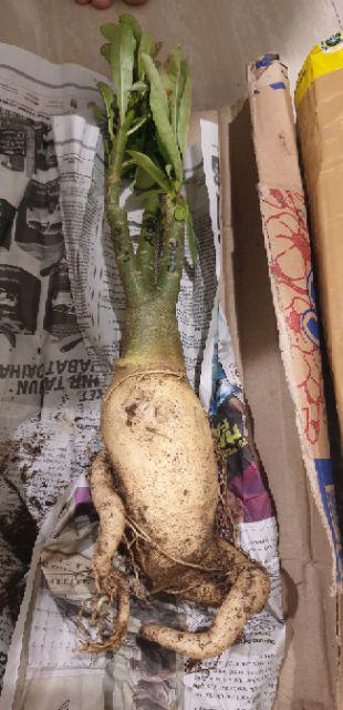 Bibit Bunga Kamboja Jepang Adenium Triple 1 Batang 3 Warna Terbaru 2019