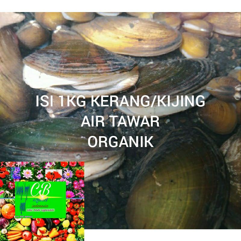 kerang kijing hidup air tawar 1kg organik