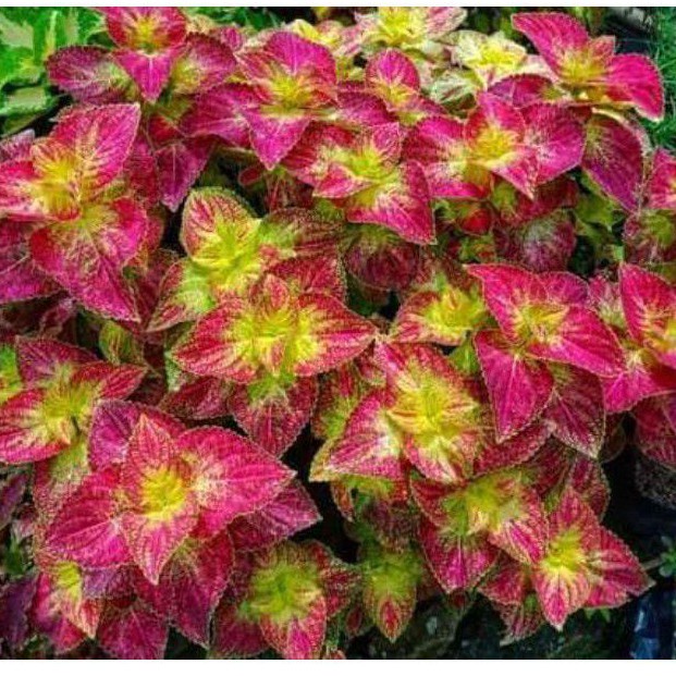 Miana Cinta (Berakar)