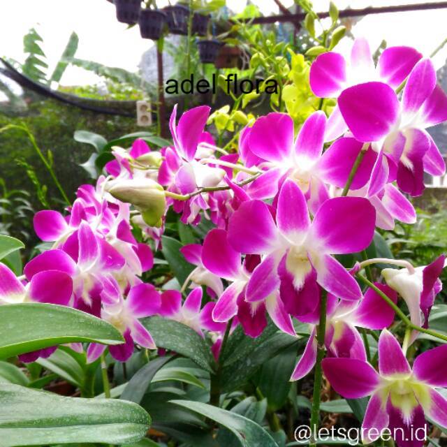 Anggrek Dendrobium Sonia