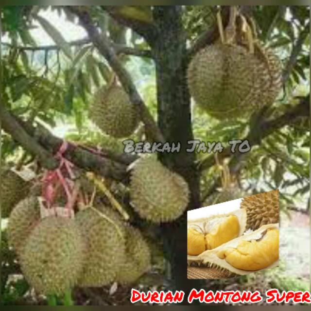 Unduh 65 Koleksi Gambar Durian Unggul  Gratis HD