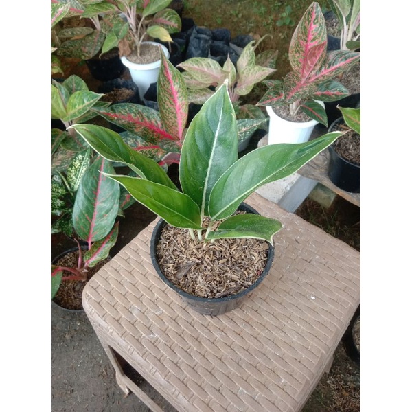 aglonema lipstik andromeda