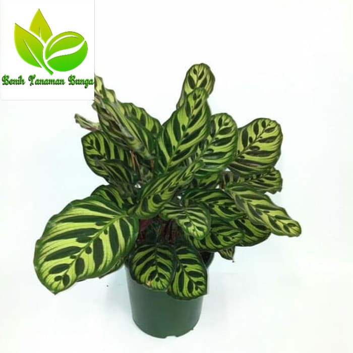  Tanaman  Maranta  wayang calathea makoyana Shopee Indonesia