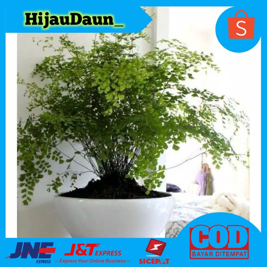 tanaman hias suplir/pot suplir/tanaman suplir