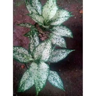  Lagi  Promo 42 Tanaman  hias  aglaonema snow white 